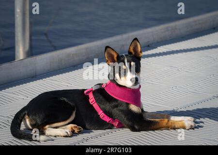 Die Border Collie ist eine Hunderasse, die als die intelligenteste Hunderasse gilt. Sie brauchen auch viel Bewegung. Stockfoto