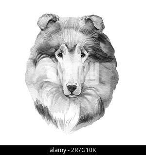 Scotch Collie Haustier mit langem Fell, pelziges Haustier, das aus der Zunge ragt, handgezeichnetes Porträt. Grafisches Clip-Art-Design der reinrassigen Hunderasse Stockfoto