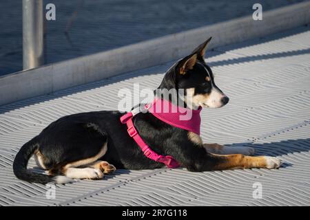 Die Border Collie ist eine Hunderasse, die als die intelligenteste Hunderasse gilt. Sie brauchen auch viel Bewegung. Stockfoto