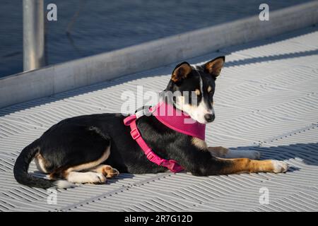 Die Border Collie ist eine Hunderasse, die als die intelligenteste Hunderasse gilt. Sie brauchen auch viel Bewegung. Stockfoto