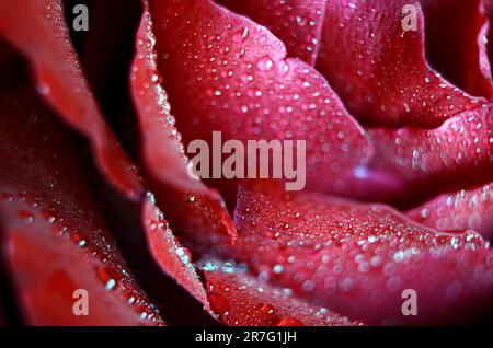 Nahaufnahme einer roten Rose, mit glitzernden Wassertropfen, die von den samtigen Blütenblättern Rollen. Stockfoto