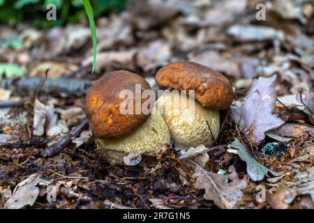 Fotografie zweier Stachelpilze in ihrer natürlichen Umgebung. Nahaufnahme von Zwillingspilzen Boletus edulis im Wald. Stockfoto