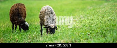 Zwei einheimische braune Schafe fressen Gras auf der Wiese. Nutztiere grasen auf der Weide. Landleben, Viehzucht. Kopierbereich, Bannerformat. Stockfoto