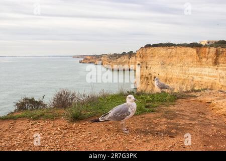 Zwei grau-weiße Vögel stehen an einem wolkigen Wintertag in Südportugal auf einer Klippe mit Blick auf den Atlantischen Ozean auf den Sieben Hängenden Tälern T Stockfoto