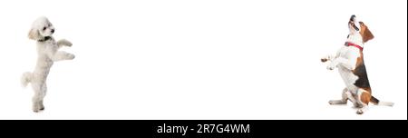 Süße Hunde auf weißem Hintergrund. Banner für Design Stockfoto