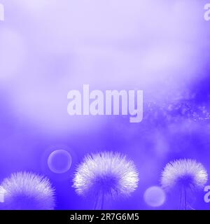 Violetter natürlicher Hintergrund. Weichzeichner. Flauschige Blumen, Kopierraum. Im Frühling, im Sommer. Subtiles künstlerisches Bild. Stockfoto