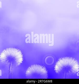 Violetter natürlicher Hintergrund. Weichzeichner. Flauschige Blumen, Kopierraum. Im Frühling, im Sommer. Subtiles künstlerisches Bild. Stockfoto