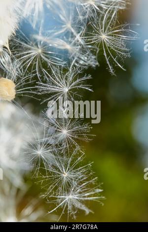 Flauschige Distelsamen. Abstrakt verschwommener natürlicher Hintergrund. Milchdistel oder Silyb Marianum. Blühende Wirbelsäule an einem sonnigen Tag. Die flauschigen Früchte der Mille Stockfoto