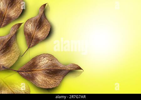 Gelber Hintergrund mit Herbstblättern und Kopierbereich. Braune Blätter. Draufsicht. Thanksgiving Herbst. Natürliches Konzept in minimalistischem Stil. Herbstbackgro Stockfoto