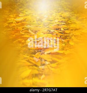Verwischter natürlicher Hintergrund. Herabfallende Blätter verwischen Idyll Herbstwald. Herbstblätter Bokeh. Natürlicher Hintergrund mit gelbem Akzent. Stockfoto