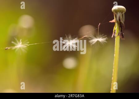 Löwenzahn und seine Samen auf dem Netz. Natürlicher Hintergrund mit Löwenzahn auf grünem Hintergrund. Selektiver Fokus. Künstlerisches Bild der Natur. Nat Stockfoto