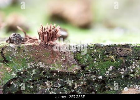 Myxomyceten, die auf verwesendem Holz wachsen. Stemonitis fusca Stockfoto