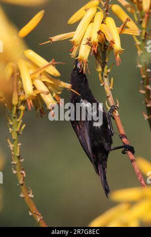 Amethyst Sonnenblumenkerne, die den Nektar einer Aloe-Blume genießen Stockfoto