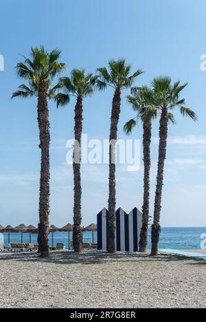 Blick auf den Strand von Almuñecar in Granada, Spanien. Palmen am Ufer eines felsigen Strandes mit Sonnenschirmen und Sonnenliegen Stockfoto