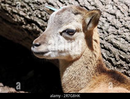 Mouflon, Mufflon, Mouflon corse, Ovis gmelini, Muflon, Zoo, Ungarn, Europa Stockfoto