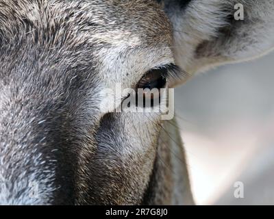 Mouflon, Mufflon, Mouflon corse, Ovis gmelini, Muflon, Zoo, Ungarn, Europa Stockfoto