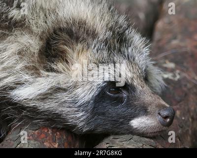 Gewöhnlicher Marderhund, chinesischer oder asiatischer Marderhund, Chien viverrin, Nyctereutes procyonoides, Nyestkutya, Zoo, Ungarn, Europa Stockfoto