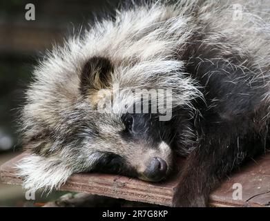 Gewöhnlicher Marderhund, chinesischer oder asiatischer Marderhund, Chien viverrin, Nyctereutes procyonoides, Nyestkutya, Zoo, Ungarn, Europa Stockfoto