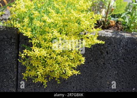 Pflanzen der gelben Mauer Stockfoto
