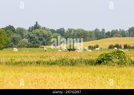 Ungarische graue Rinder, die in der Ferne auf Wiese, Mezofold, Ungarn weiden Stockfoto