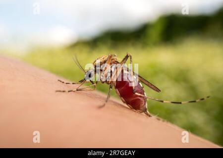 Nahaufnahme eines blutsaugenden Moskitos. Blutgefüllte Mücke auf menschlicher Haut. Insektenfotografie Stockfoto