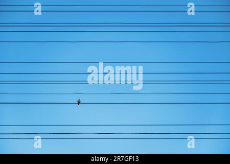 Ein einsamer Vogel sitzt auf einem der vielen elektrischen Kabel vor einem blauen Himmel. Minimalistisches Naturfoto Stockfoto