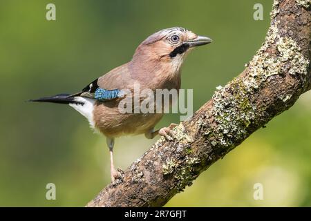 Jay auf einer Lichen-verdeckten Filiale Stockfoto