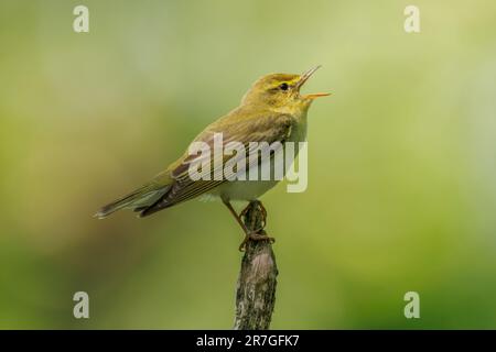 Wood Warbler singt sein Herz in einem Devon Wood Stockfoto