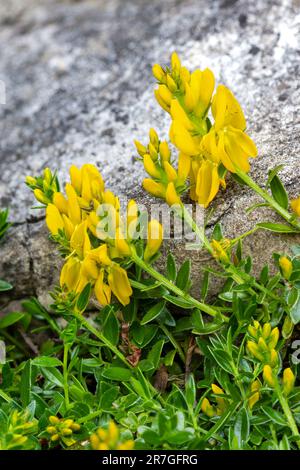 Dyer's Greenweed oder Dyer's Broom, Genista Tinctoria, Prostrate Form, Monmouthshire, Wales, Großbritannien Stockfoto