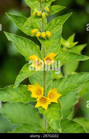 Gepunktete Loosestrife, Lysimachia punctata, eingebürgert in einem Garten. Juni. Familie Primulaceae Stockfoto