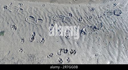 Verschiedene Fußabdrücke im Sand von Schuhen und Hunden. Stockfoto