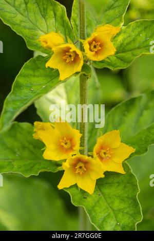 Gepunktete Loosestrife, Lysimachia punctata, eingebürgert in einem Garten. Juni. Familie Primulaceae Stockfoto