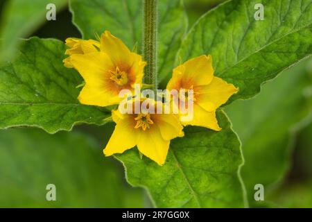 Gepunktete Loosestrife, Lysimachia punctata, eingebürgert in einem Garten. Juni. Familie Primulaceae Stockfoto