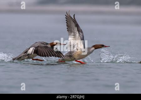 Gemeiner Merganser oder Stachelschleifer (Mergus merganser), ein großes Seegras, beobachtet in Gajoldaba in Westbengalen, Indien Stockfoto