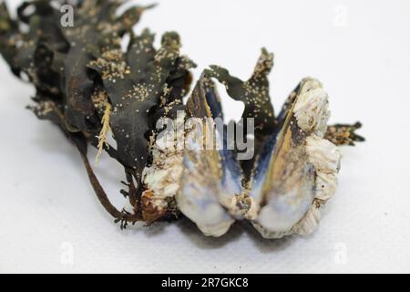 Isolierte, kleine, weiße Barniakelschalen, die an Seetang und Muscheln klebten Stockfoto