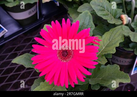 Ein Gerbera Daisy, Gerbera jamesonii, getopft und zum Verkauf in einem Gartencenter. Wichita, Kansas, USA. Stockfoto