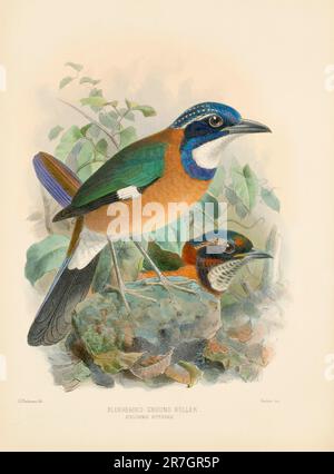 Vogel-Illustrationen. Majestätische Blauvögel des 19. Jahrhunderts Stockfoto