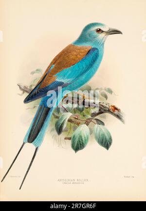 Vogel-Illustrationen. Majestätische Blauvögel des 19. Jahrhunderts Stockfoto