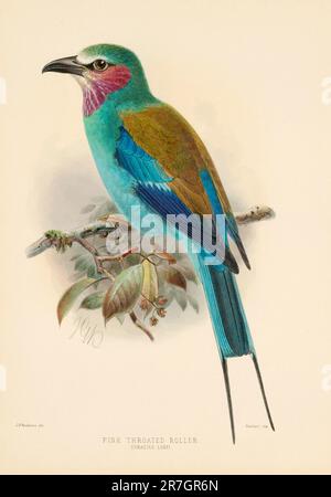 Vogel-Illustrationen. Majestätische Blauvögel des 19. Jahrhunderts Stockfoto