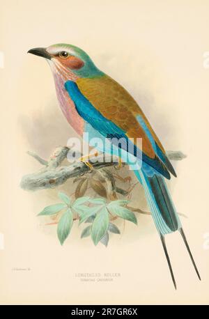 Rollvogelillustrationen des 19. Jahrhunderts Stockfoto