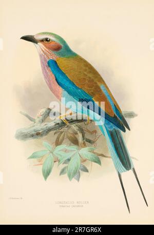 Vogel-Illustrationen. Majestätische Blauvögel des 19. Jahrhunderts Stockfoto