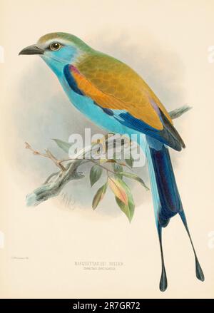 Rollvogelillustrationen des 19. Jahrhunderts Stockfoto