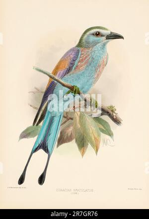 Vogel-Illustrationen. Majestätische Blauvögel des 19. Jahrhunderts Stockfoto