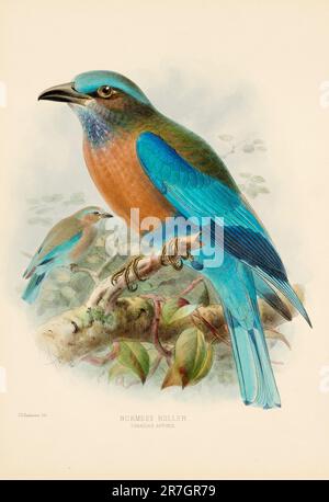 Vogel-Illustrationen. Majestätische Blauvögel des 19. Jahrhunderts Stockfoto