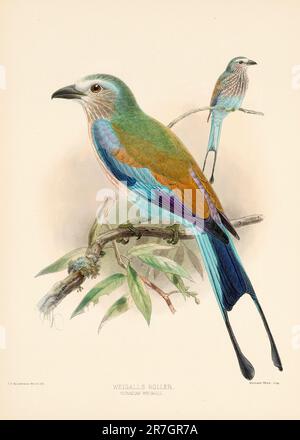 Vogel-Illustrationen. Majestätische Blauvögel des 19. Jahrhunderts Stockfoto