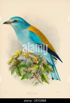 Vogel-Illustrationen. Majestätische Blauvögel des 19. Jahrhunderts Stockfoto