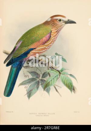 Vogel-Illustrationen. Majestätische Blauvögel des 19. Jahrhunderts Stockfoto