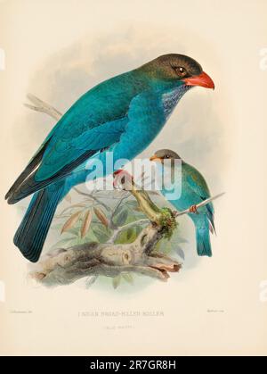 Rollvogelillustrationen des 19. Jahrhunderts Stockfoto