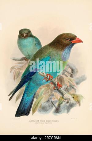 Vogel-Illustrationen. Majestätische Blauvögel des 19. Jahrhunderts Stockfoto