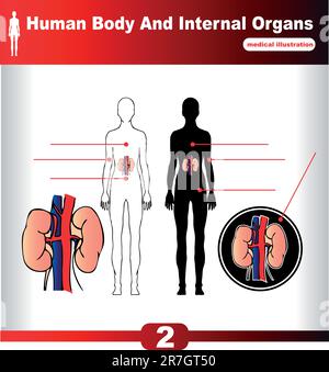 Vektorniere menschlicher Organe Stock Vektor